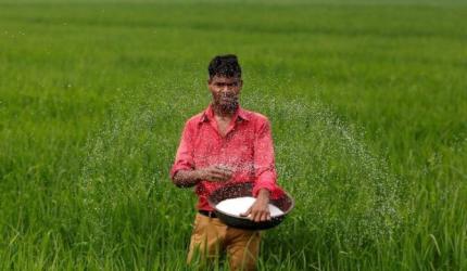 Maharashtra Govt Delays Rs 1015 Crore Crop Insurance Premium