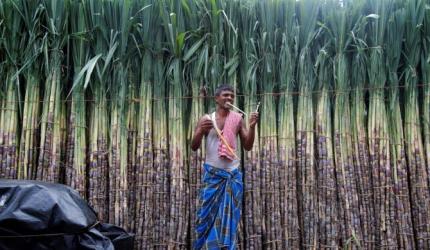 India Sugar Output to Rise 18.6% in 2025-26: ISMA
