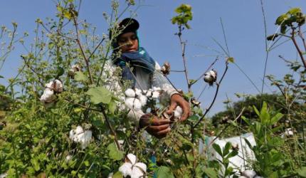 Kharif Cotton Season: MSP Alignment Urged