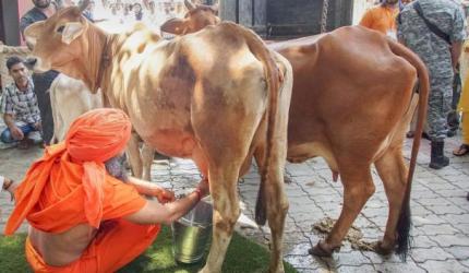 Gir Cattle Embryo Transfer: 60% Success Rate Claimed