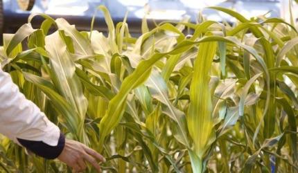 Insecticides India Targets Rs 200 Crore Business in MP