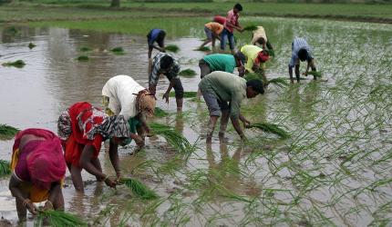 Record Wheat Sowing: 33.41 Mn Hectares in 2025-26