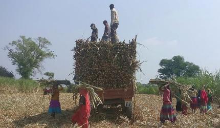 Uttarakhand Hikes Sugarcane Price by Rs 30/Quintal