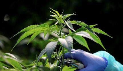 Jaipur Police Crackdown Nets Hundreds of Drug Peddlers