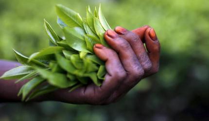 Fair Price for Small Tea Growers in India