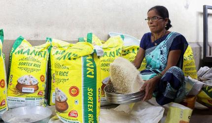 GM-Free Coalition Condemns Release of Gene-Edited Rice