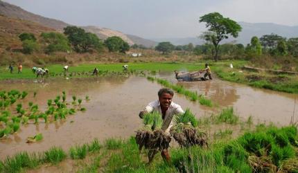 India Aims to Double Maize Output by 2047