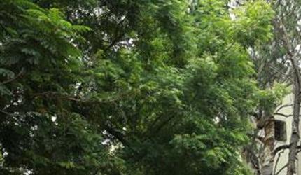 Where Did Sundar Pichai Go To School?