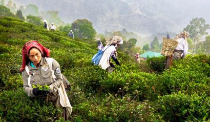 How India Let Sri Lanka Steal Tea Crown