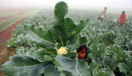 Phase out universal subsidies: ADB-PwC study to 16th FC