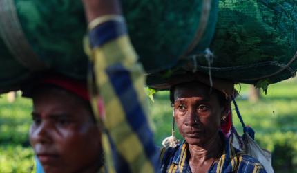 Fuel curbs brew concern over Darjeeling first flush