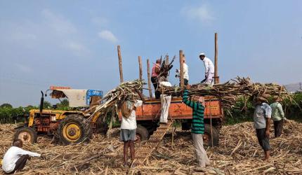 Sugar Export Ban: Industry & Farmers Raise Concerns