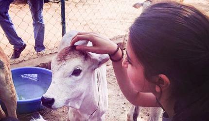 Guess who is doing Gau Seva!