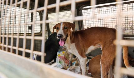 Aggressive sterilisation key to controlling strays: SC