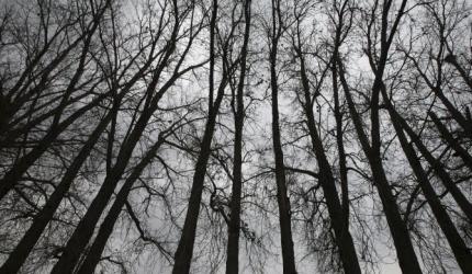 Coal Mining: Panel Urges Faster Green Clearances