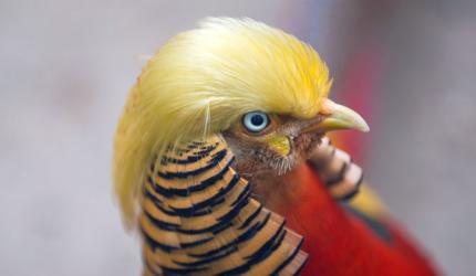 Meet 'Trump bird', China's latest sensation