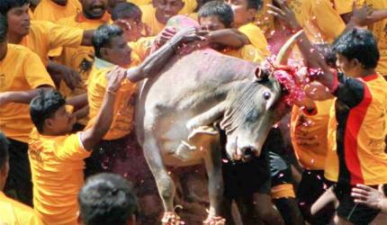 SC refers pleas against Jallikattu to Constitution bench