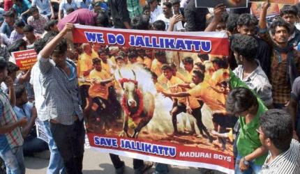 Jallikattu ban: Protests intensify in Tamil Nadu, 149 held 