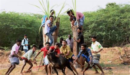 Cruelty is inherent in Jallikattu: PETA