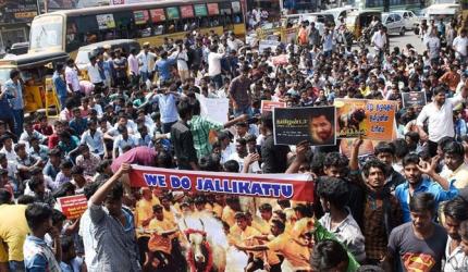 Jallikattu: Ordinance in the works, shutdown in Tamil Nadu