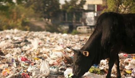 Halwa, puris behind death of 20 cows in Haryana?