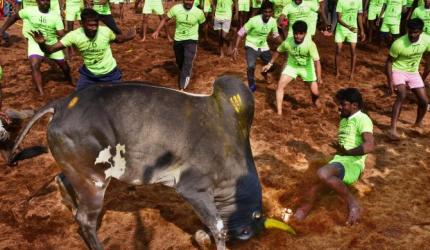 Jallikattu spectator gored to death in Madurai