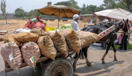 NAFED Urad Procurement in UP: 50 Centers Open