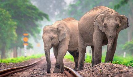 AI Steps In To Avert Elephant Tragedies