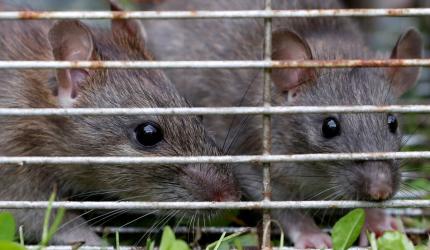 Indore horror: Rats bite 2 newborn babies at hospital
