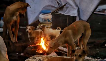 Can't sacrifice children.....: SC orders removal of stray dogs from Delhi