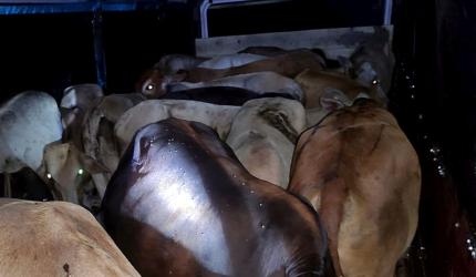 Haridwar: Cow Vigilantes Arrested for Assaulting Youth Transporting Cattle