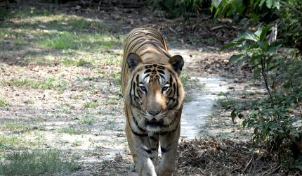 Attack on Forest Officials in Pilibhit Tiger Reserve