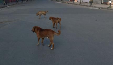 Rajasthan Girl Killed In Tragic Stray Dog Attack