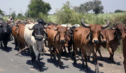 Seven Arrested in Nuh Cow Smuggling Operation