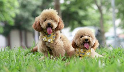 Toy Poodles at Hyderabad airport to relieve travel anxiety