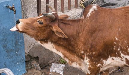 UP: Cow stranded on 4th floor sends locals in panic