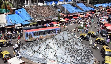 No order from court, BMC acted on its own: HC on 'kabutarkhanas'