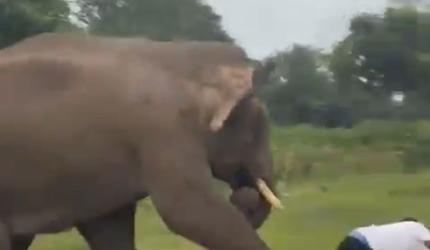 Elephant chases, pins tourist to ground in Bandipur forest