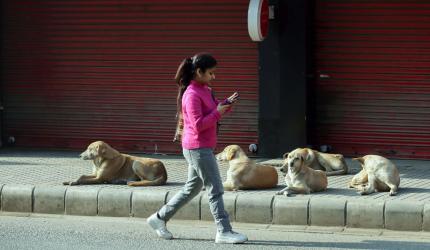Pick up and keep them at...: SC's big order on stray dogs