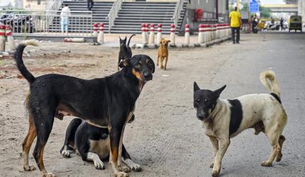 New three-judge SC bench to hear stray dog case on Aug 14