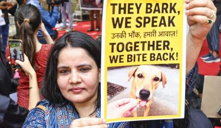 Key takeaways from SC's modified order on stray dogs