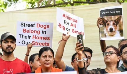 SC flags practical challenges in sheltering all stray dogs
