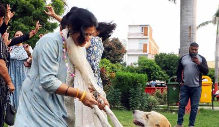 Victory For Pooches