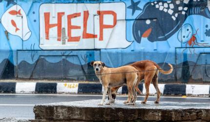 UP horror: Girl mauled by stray dogs, gets 17 stitches on face