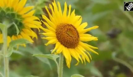 Nilambur's Golden Glory