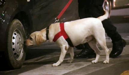 Man steals from employer's godown after befriending guard dogs