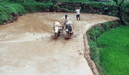 Odisha tribal couple forced to plough field for 'sinful' marriage