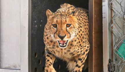 8-year-old female cheetah dies of injuries in Kuno