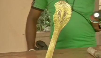 Stunning! One-year-old child bites cobra to death in Bihar