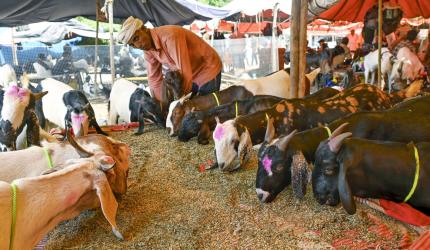 Eid: Delhi Bans Illegal Animal Sacrifice